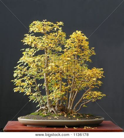 Bonsai javor v barvách podzimu