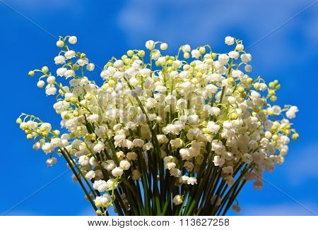Bouquet of lily of the valley on blue sky background