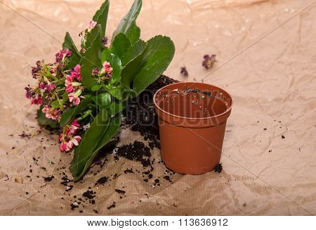 The Flower Of A Kalanchoe Is Taken From A Flowerpot And Lies Nearby, Prepared For Replant