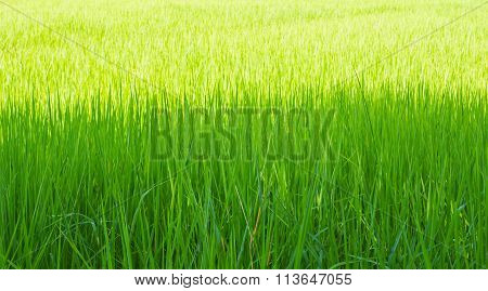 paddy