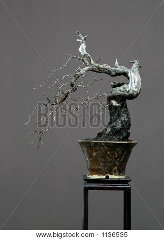 Hagtorn Cascade Bonsai på vintern