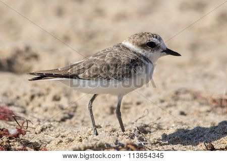 The Cute Little Snowy Plover Walking Around The Beach