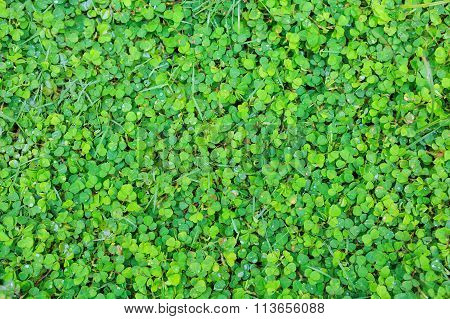 Green Leaf Background