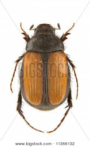Omaloplia Ruricola