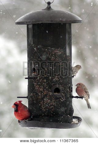 Mangiatoia per uccelli in neve