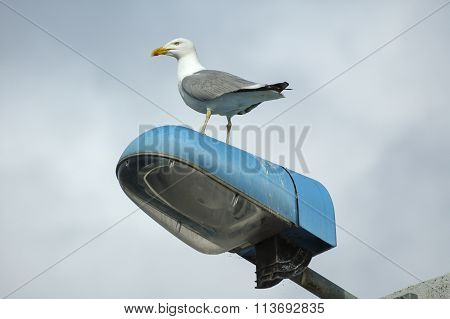 Seagull In Brittany