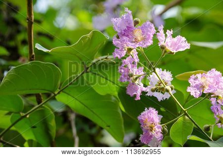 Tabaek Is Beautiful Bunches Of Pink Flowers.