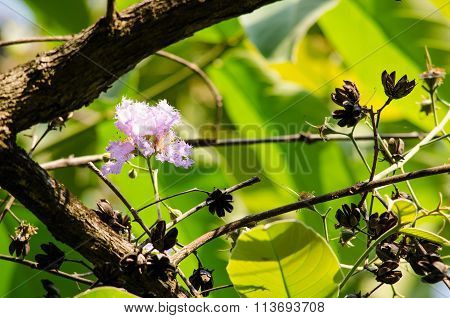Tabaek Is Beautiful Bunches Of Pink Flowers.