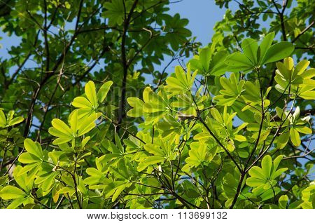 Green Leaf Background And  Blue Sky.