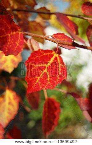 Red leaves in autumn.