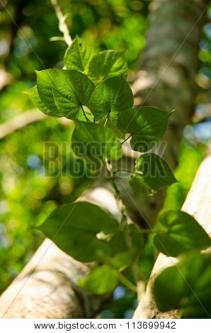Green Leaf Background And  Blue Sky.
