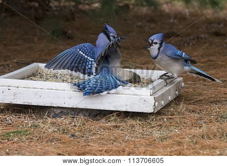 Blue Jays Fighting