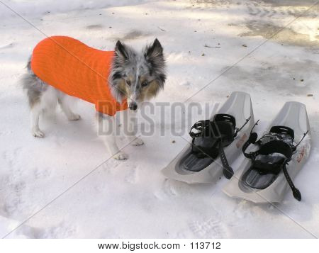 Hond In haar winterjas