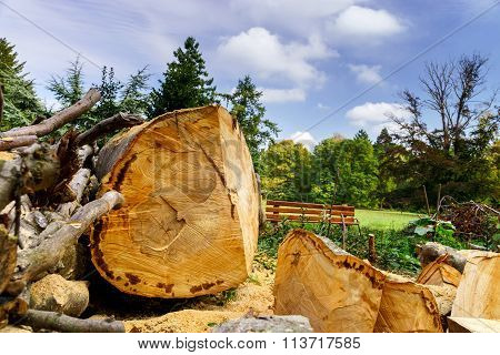 Cutted Down Beechtree In National Park