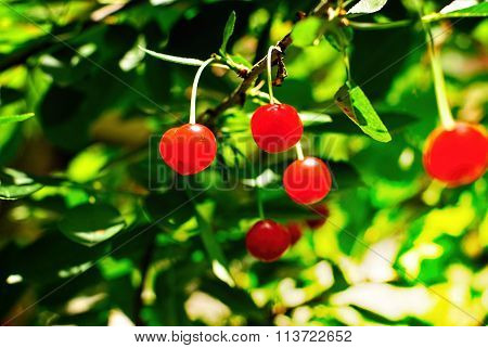 Cherry tree with fruits.
