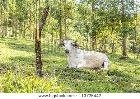 Brazilian Bull In A Pasture .nellore .