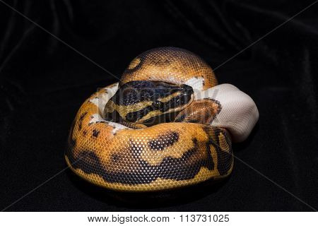 Piedbald Ball Python