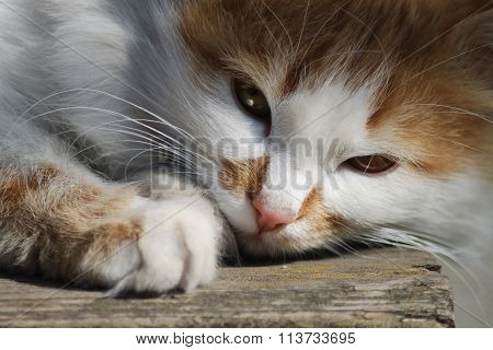 the face of a cat
