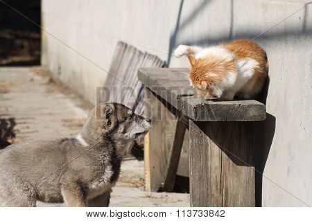 puppy playing with cat