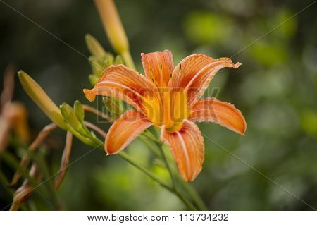 wild orange Lily