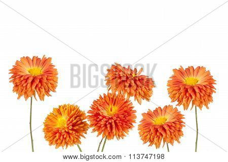 Flowers Background. Aster