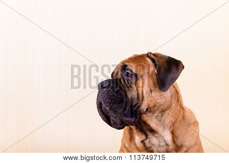 Portrait Of Dog Bullmastiff