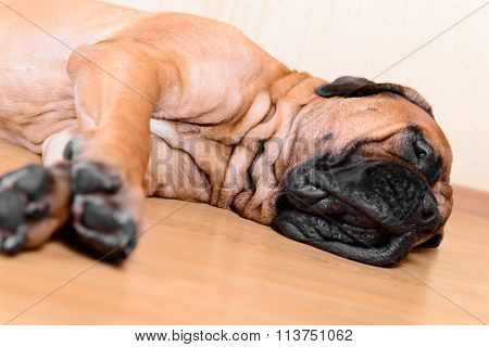 Large Pet Dog Bullmastiff