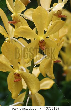 Aranda Super Yellow Orchid
