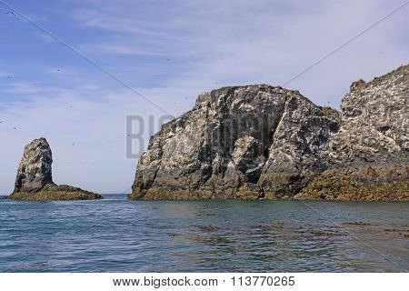 Bird Nesting Island In The Summer
