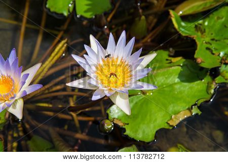 Lotus In The Basin