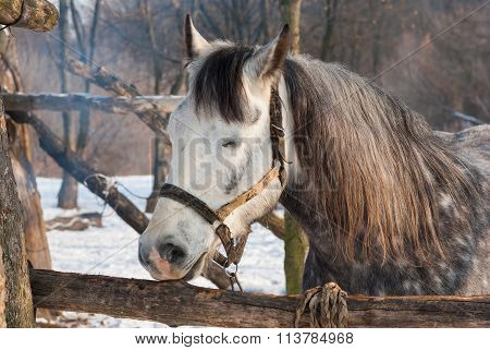 Cute horse having sleep in winter open stall