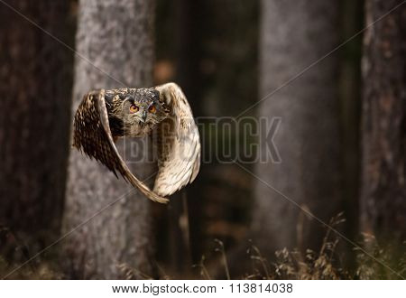 Eurasian Eagle Owl, close-up.