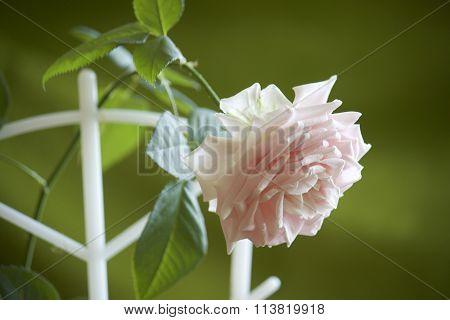 Rose grown in the home of the bouquet