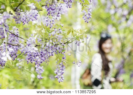 Wisteria Floribunda With Nice Color And Background