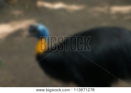 Bird park Bali Indonesia Travel theme blur background