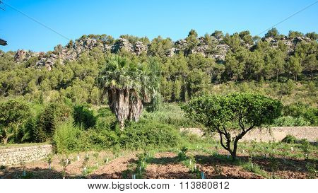 Balearic Islands Mediterranean Architecture Of Mallorca, Finca