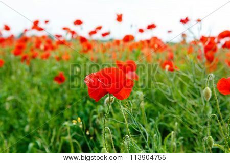 Red blooming poppy, huge field of blossoming flowers