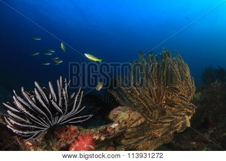 Coral reef fish underwater in sea ocean