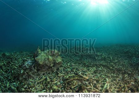 Environmental problem dead coral reef destroyed by global warming climate change pollution and overfishing