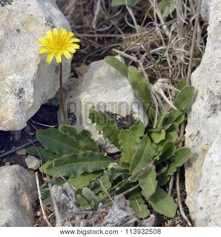 Tuberous Hawkbit