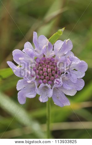 Small Scabious