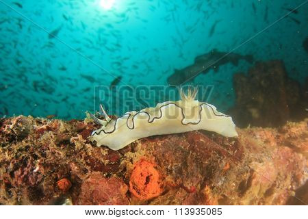 Nudibranch