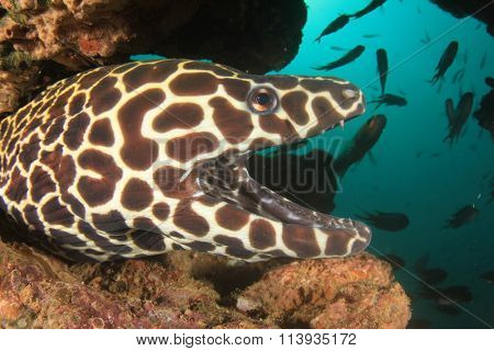 Honeycomb Moray Eel
