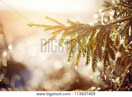 Frozen Brunch Pine In Winter Sunny Day.