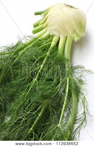 fresh finocchio, florence fennel bulb isolated on white background