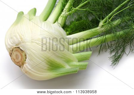 fresh finocchio, florence fennel bulb isolated on white background