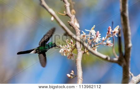 Flying Cuban Emerald Hummingbird (chlorostilbon Ricordii),