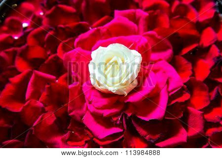White Roser With Red Rose Petals In The Bowl In Balinese Spa Salon