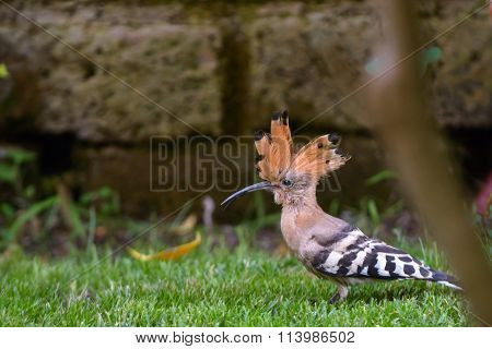 Hoopoe On Grass