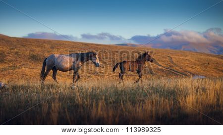 A herd of wild horses